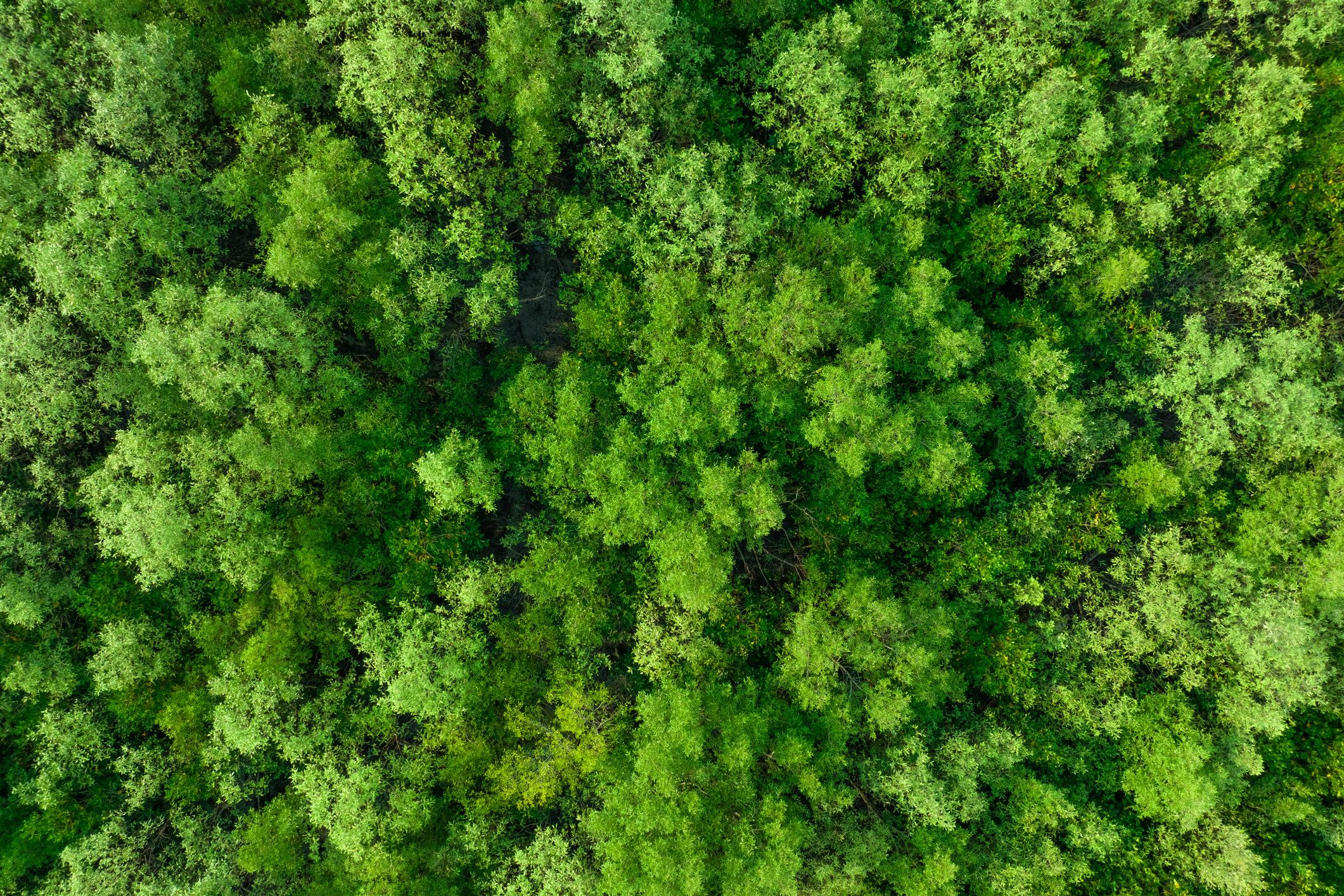 Eco-Label Clef Verte | GettyImages 1481382323 GettyImages 1481382323